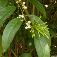 Cestrum nocturnum L.